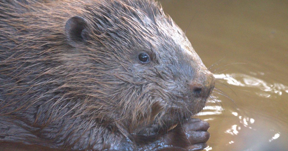 Beavers introduced to Bowyer Wood in East Sussex by Ecotalk