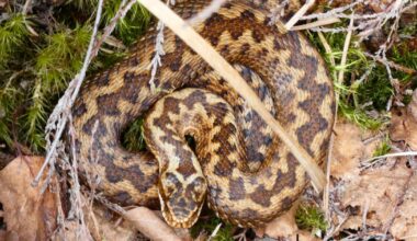 Venomous snakes spotted in the New Forest