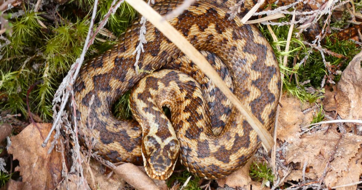 Venomous snakes spotted in the New Forest