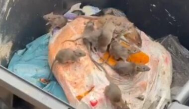 Welwyn Garden City has 'very serious rat infestation'