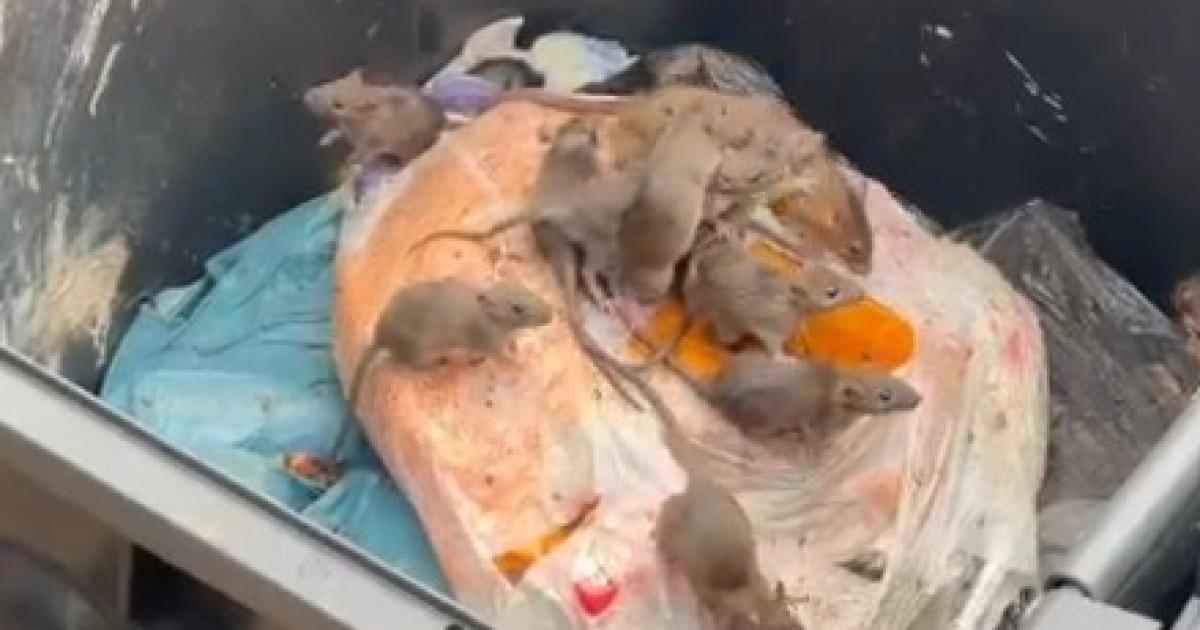 Welwyn Garden City has 'very serious rat infestation'