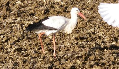 Rare white stork spotted on Norfolk farm near Norwich