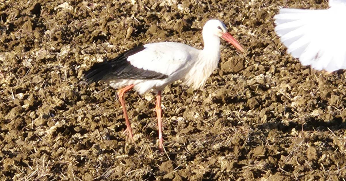 Rare white stork spotted on Norfolk farm near Norwich