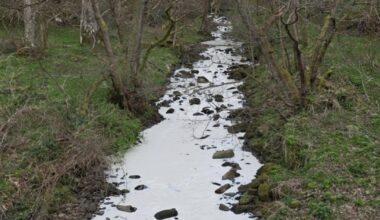 'Paint-like substance' kills fish and frogs at Scottish beauty spot in pollution incident