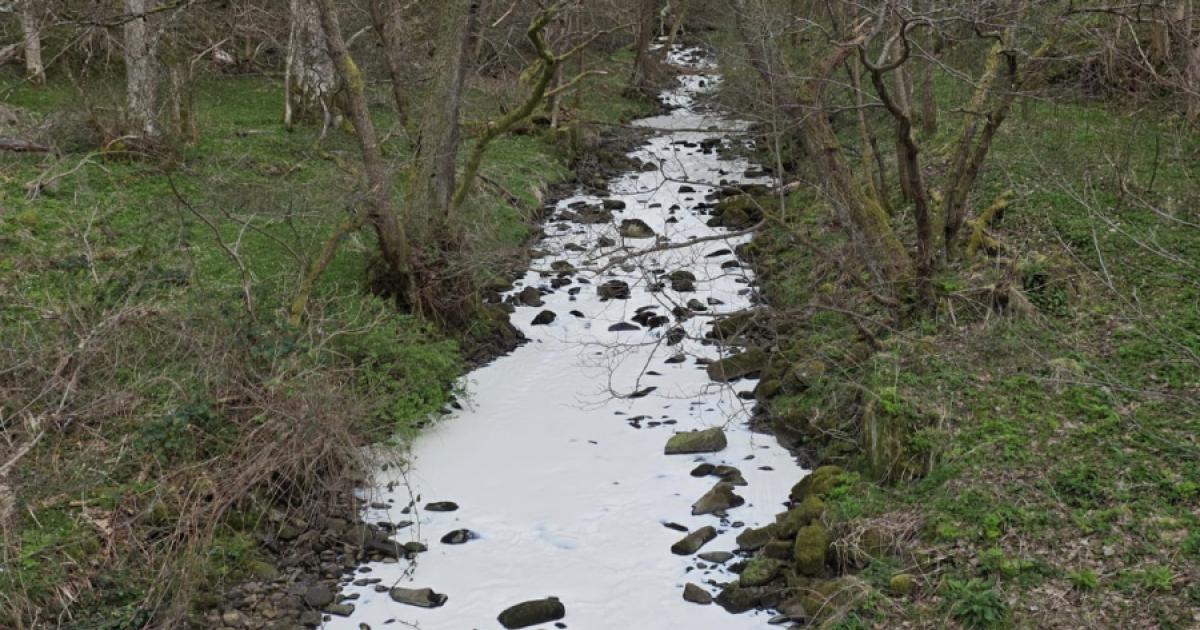 'Paint-like substance' kills fish and frogs at Scottish beauty spot in pollution incident