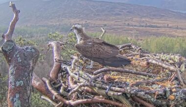 Osprey Louis returns to nest in time to woo mate away from toy boy rival