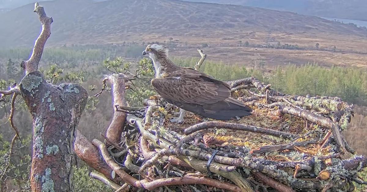 Osprey Louis returns to nest in time to woo mate away from toy boy rival