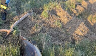 Stranded porpoise found in 'state of decay' at Rampside