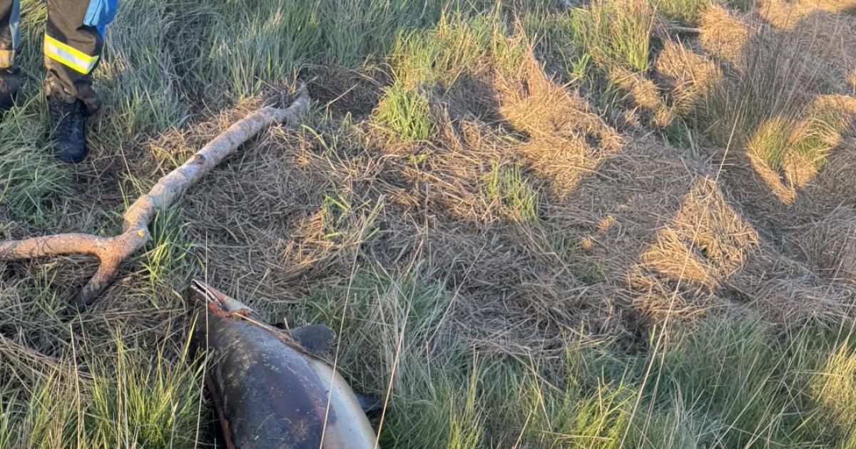 Stranded porpoise found in 'state of decay' at Rampside