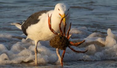 Dorset wildlife in stunning rare coastal hunting scene