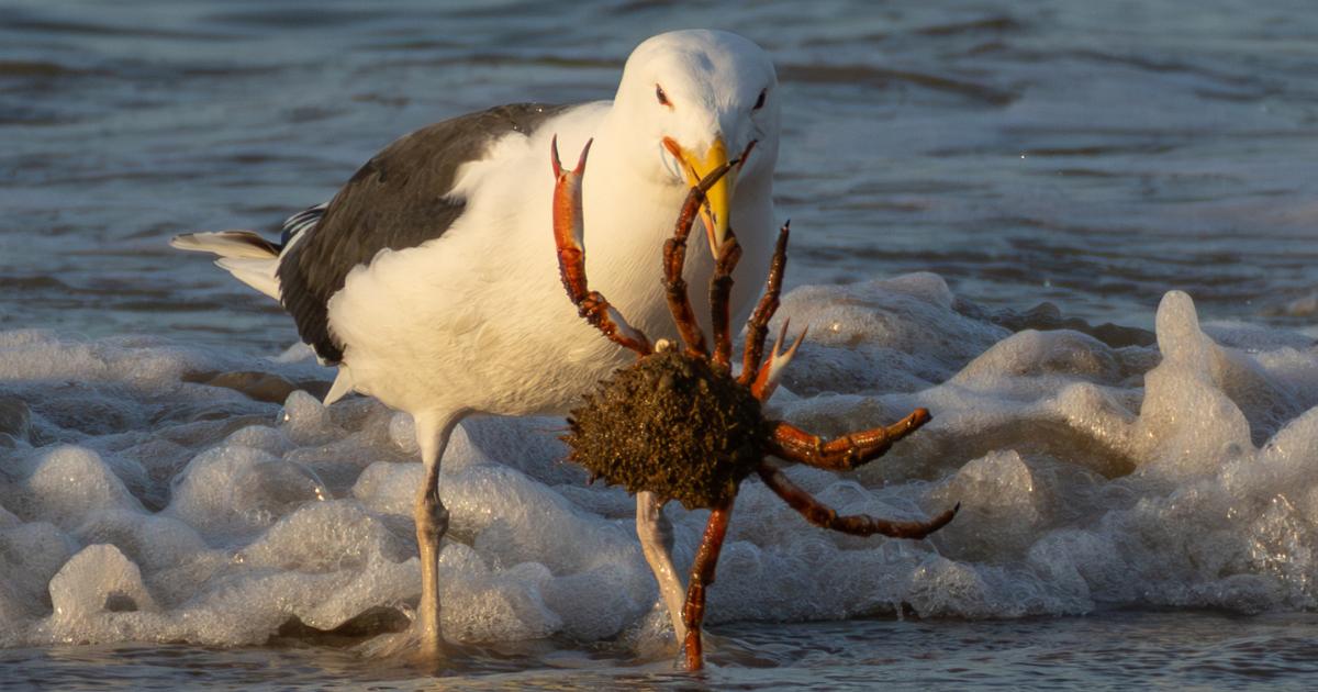 Dorset wildlife in stunning rare coastal hunting scene