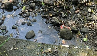 My fruitless crayfish search along the Huddersfield Canal