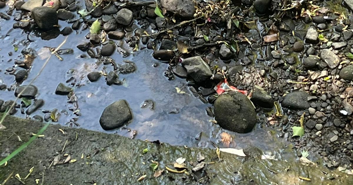My fruitless crayfish search along the Huddersfield Canal
