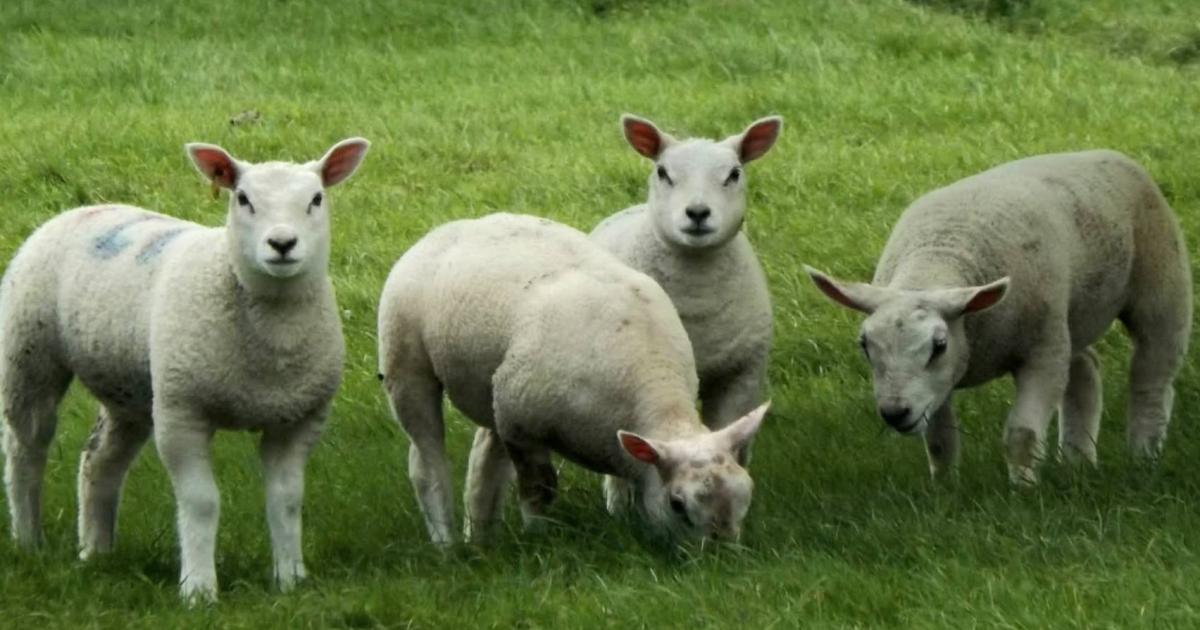CAMERA CLUB: Adorable pictures of Spring across Bucks
