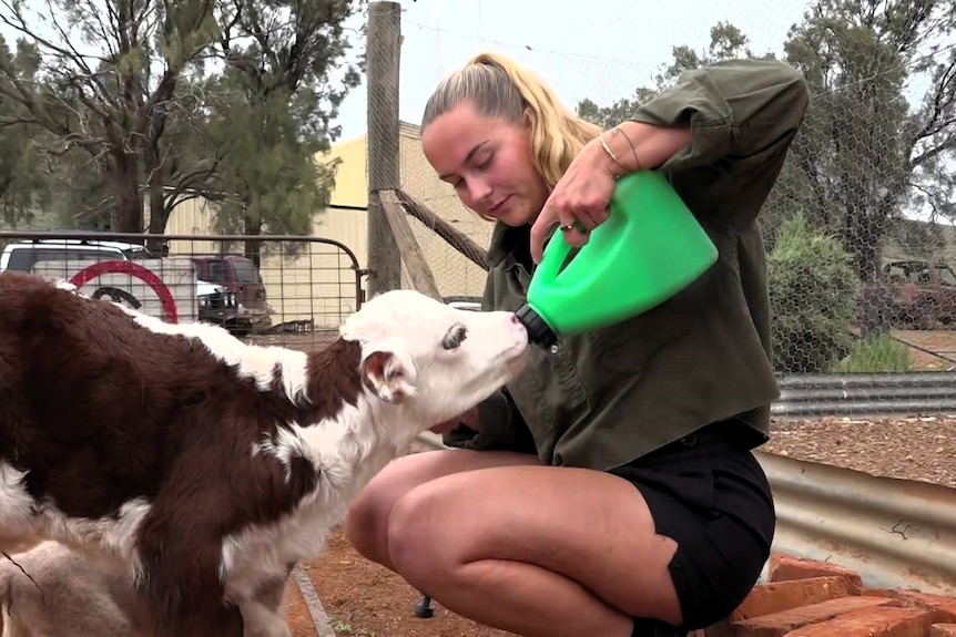A young woman bottle feeds a calf and a lamb.