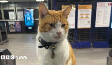 A ginger and white cat, sitting on top of a ticket gate in a railway station, with a collar and bell around her neck. Signs can be seen behind her.