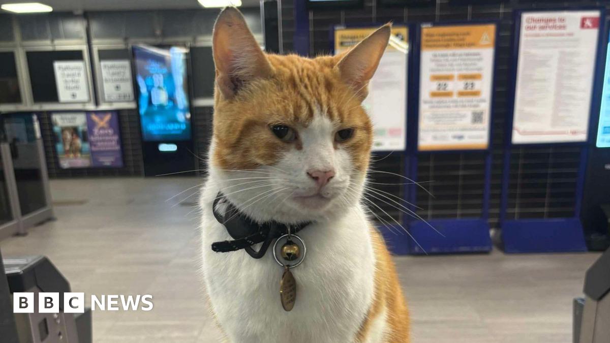 A ginger and white cat, sitting on top of a ticket gate in a railway station, with a collar and bell around her neck. Signs can be seen behind her.