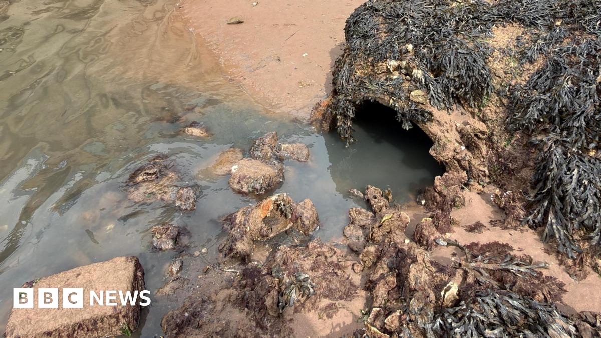 An open pipe on the beach opening into the sea is covered in seaweed and the water flowing from it is dark brown.