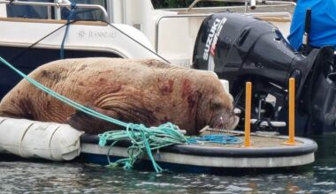 Onlookers urged to give walrus spotted in harbour space to rest - London Evening Standard