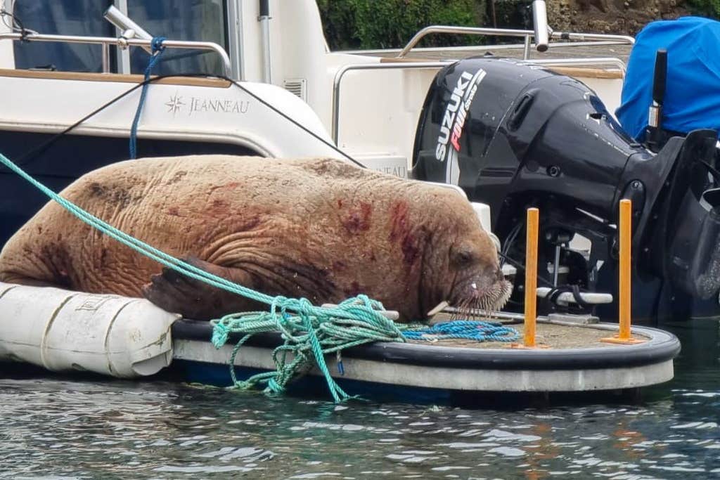Onlookers urged to give walrus spotted in harbour space to rest - London Evening Standard