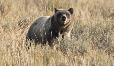 On Earth Day, House Cancels Vote to Narrow Endangered Species Protections