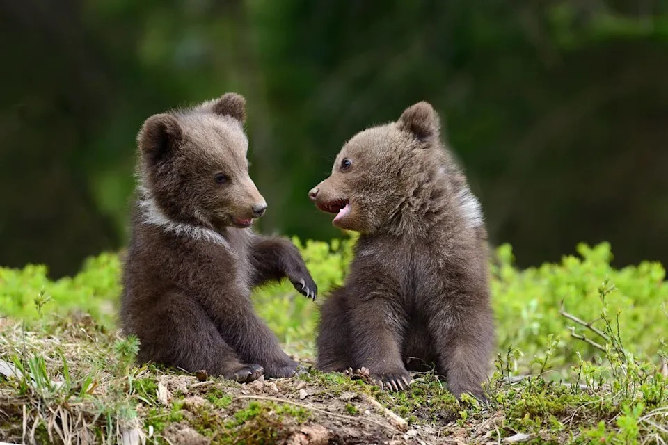 Two cute brown bear cubs playing with each other.Image via Shutterstock&sol;Volodymyr Burdiak