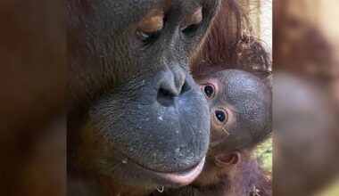 Great excitement as first orangutan is born at Jerusalem Biblical Zoo