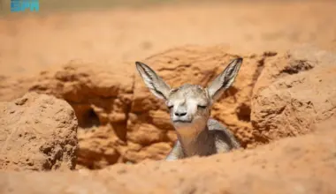 Two royal reserves witness births of 55 Arabian oryx and gazelles