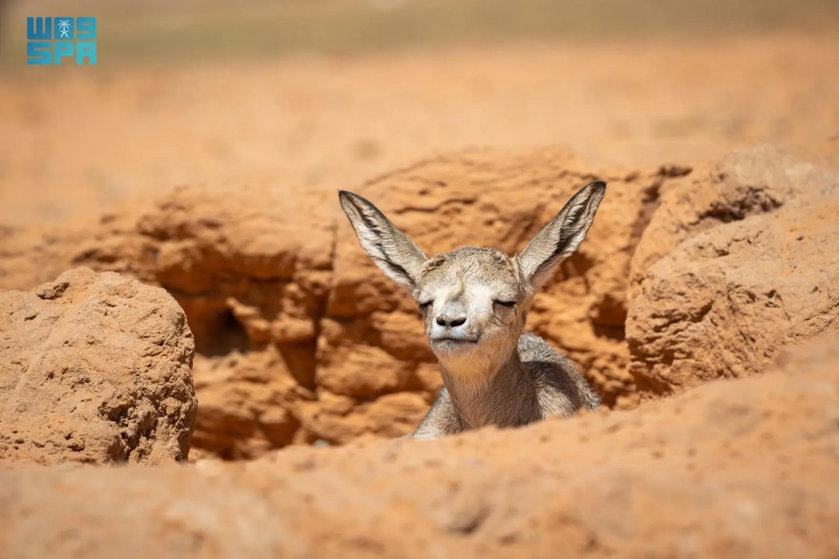 Two royal reserves witness births of 55 Arabian oryx and gazelles