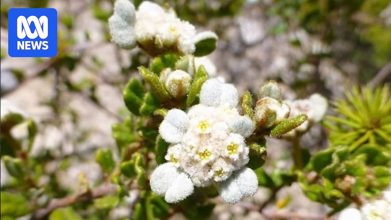 Only one known single spyridium plant is left in the wild on the Coorong, but scientists are hunting for more