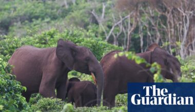 US millionaire big-game hunter dies after being crushed by elephants | California
