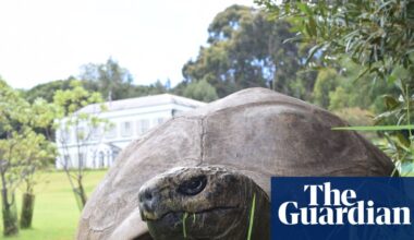 World’s oldest tortoise caught in viral crypto death scam | St Helena