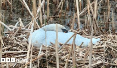 The swan is now white again and has its beak tucked backwards into its feathers.  It is sitting on a nest of reeds.