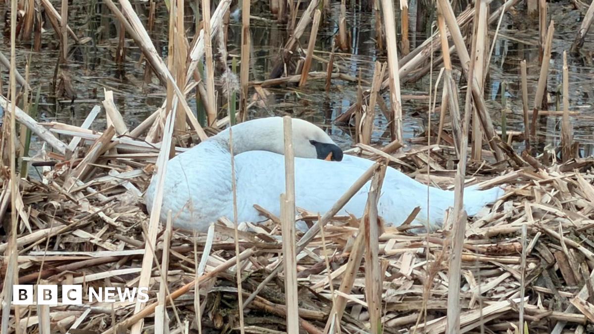 The swan is now white again and has its beak tucked backwards into its feathers.  It is sitting on a nest of reeds.