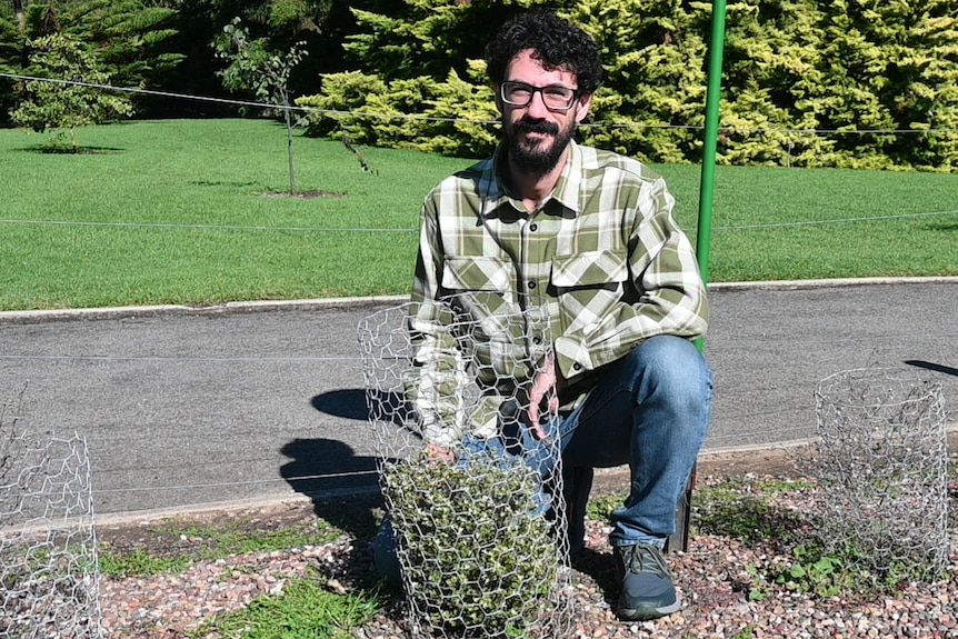 A man next to a small flowering bush that has been surrounded by chicken wire