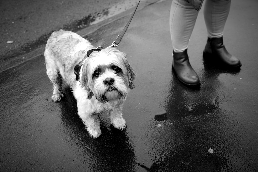A person walking a small white dog.