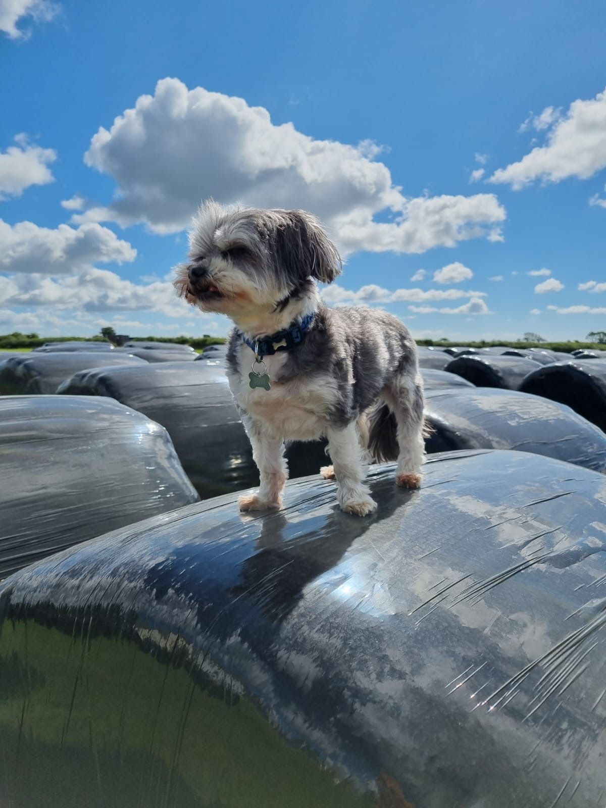 Benji pictured in the sunshine