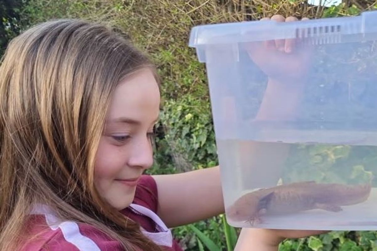 Evie found a Mexican axolotl under a bridge at the River Ogmore