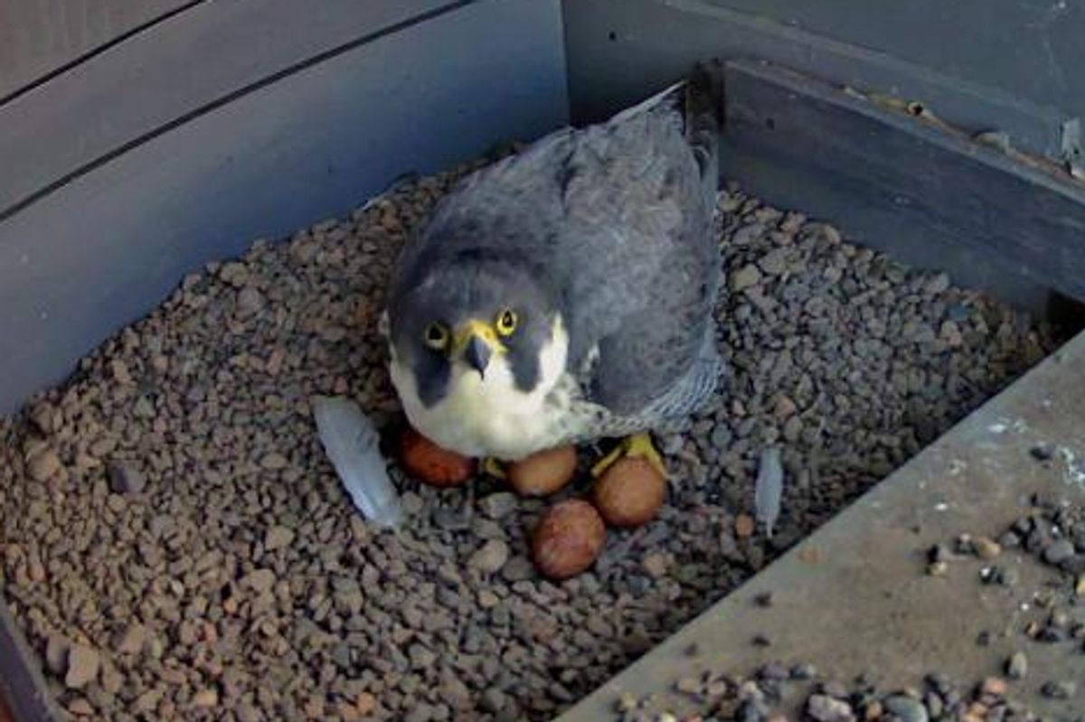 Bonnie has laid four eggs