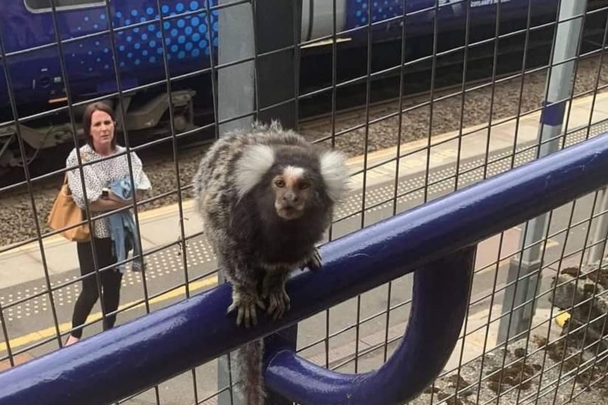 Cammy the Cambuslang marmoset