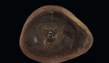 300 Million Year Old Fossil Thought To Be World's Oldest Octopus Turns Out To Be A Completely Different Species