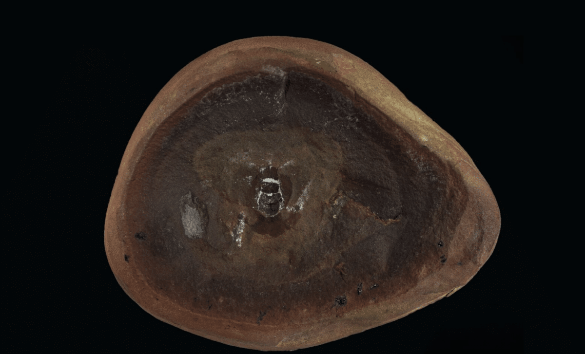 300 Million Year Old Fossil Thought To Be World's Oldest Octopus Turns Out To Be A Completely Different Species