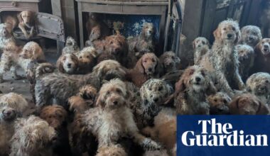 ‘It’s not AI, it’s real’: shock as RSPCA releases images of 250 dogs found at property | UK news