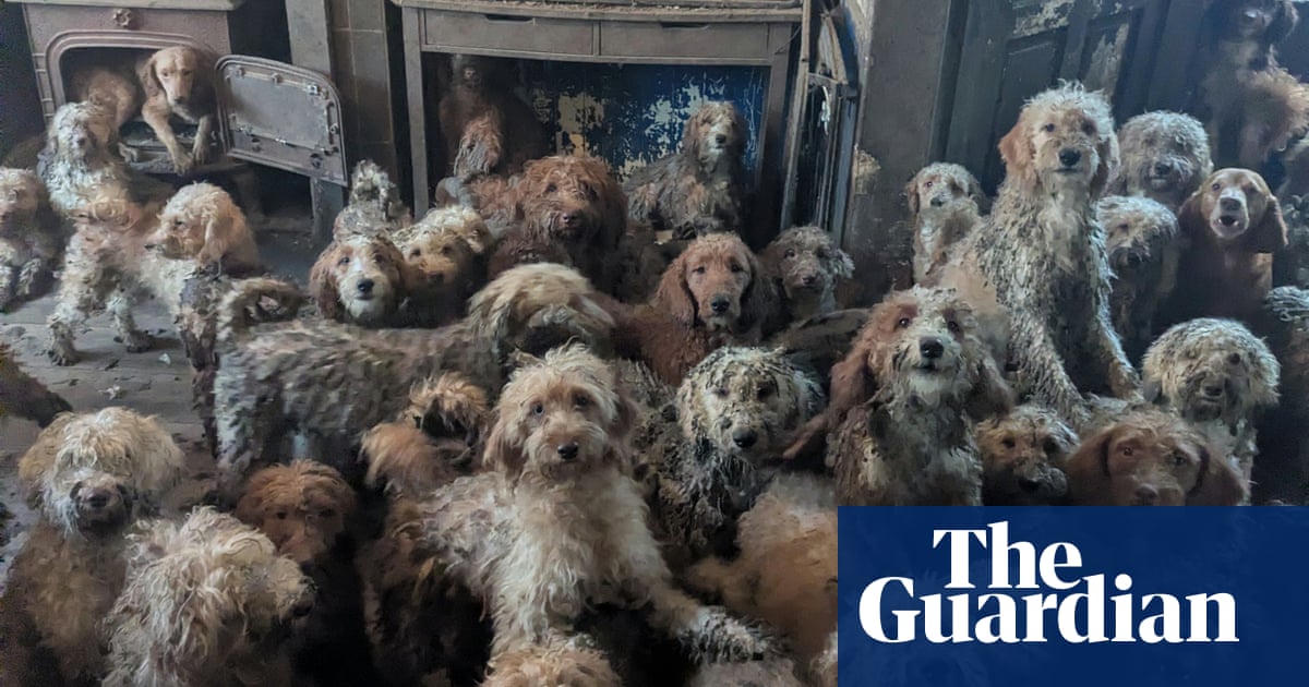 ‘It’s not AI, it’s real’: shock as RSPCA releases images of 250 dogs found at property | UK news