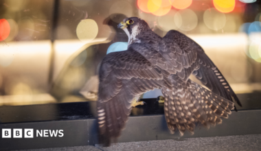 A peregrine falcon on the ledge of a glass balcony on a roof garden of a skyscraper. The brown-feathered female bird has her wings spread out.