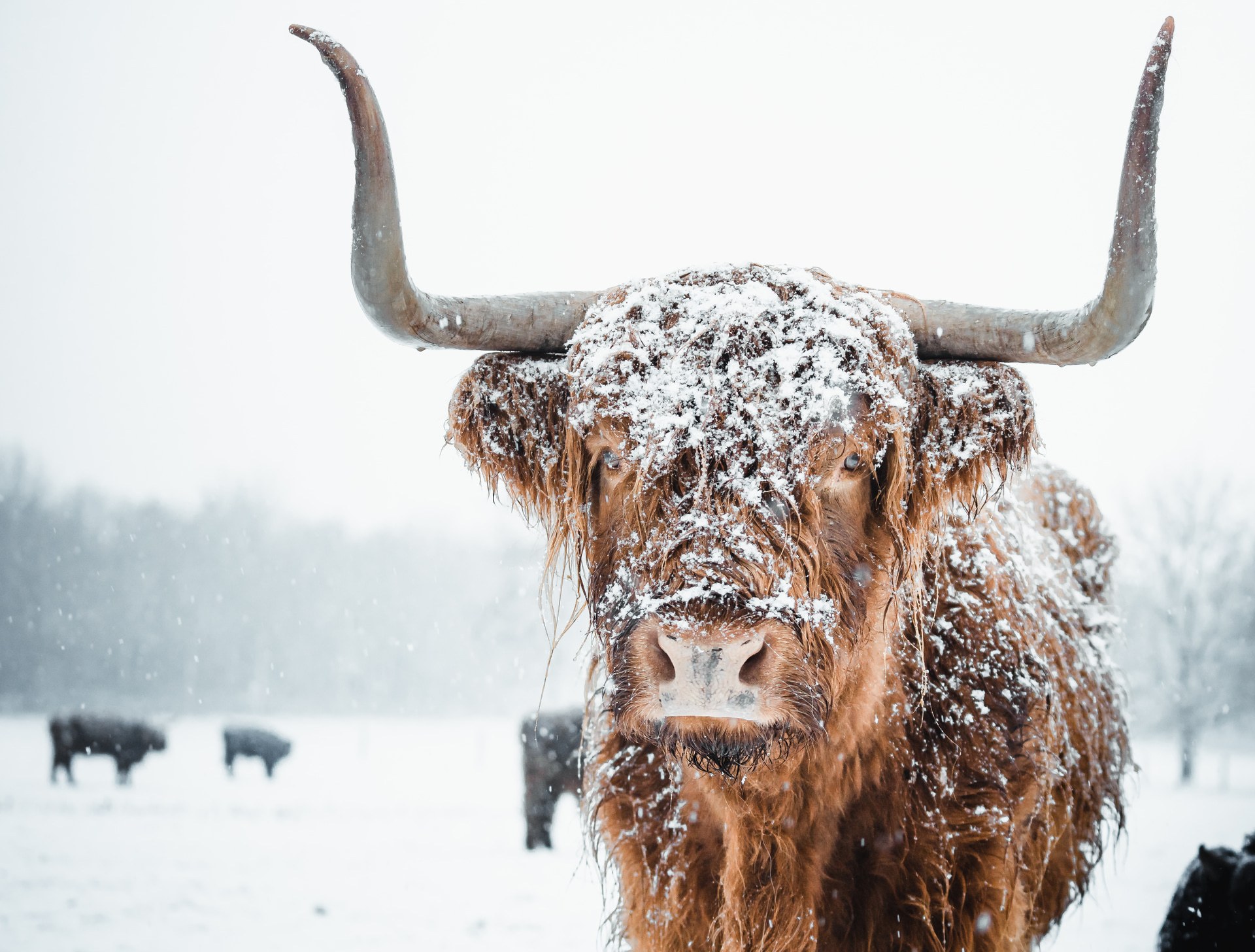 Why do apps show a white Christmas weeks in advance?