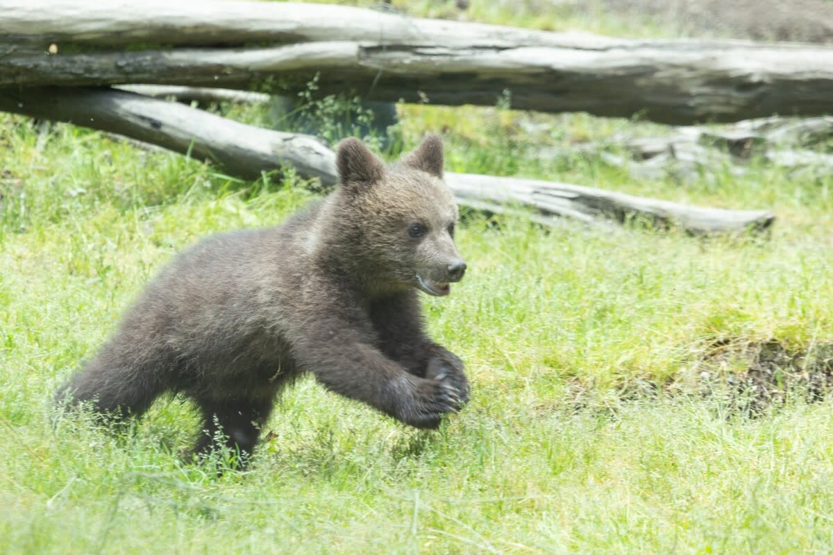 A cute brown bear cub running in the grass.Image via Shutterstock&sol;GobyOneKenobi