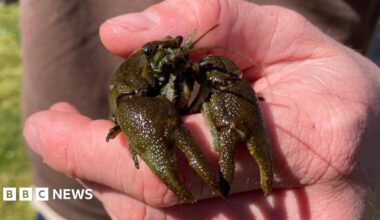 A small crayfish is being held in a human hand. The colour of the crayfish is dark green and brown with a slightly mottled appearance.