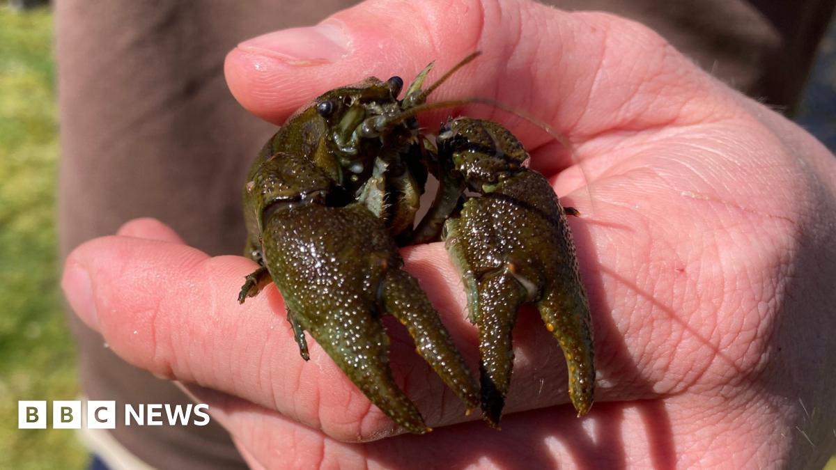 A small crayfish is being held in a human hand. The colour of the crayfish is dark green and brown with a slightly mottled appearance.