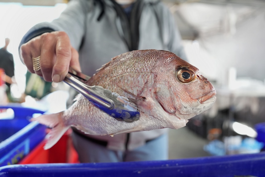A fish is held up with tongs.